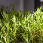 Esse truque simples faz o alecrim crescer forte até em apartamento