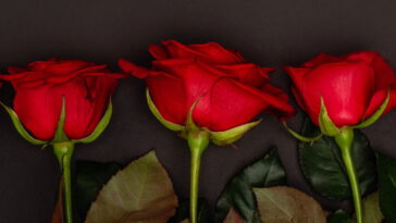 A técnica simples que está ajudando até iniciantes a plantar rosas