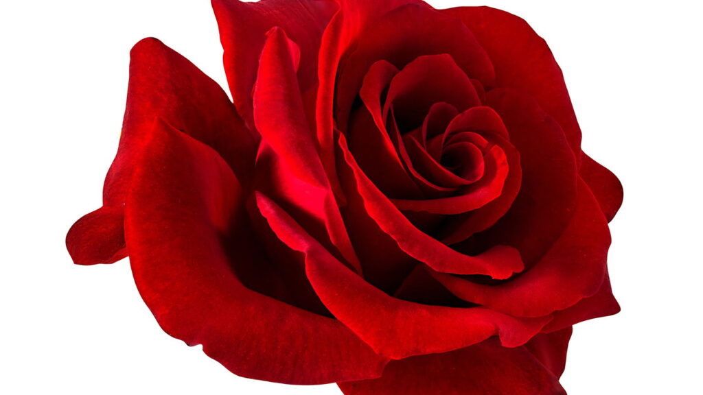 A técnica simples que está ajudando até iniciantes a plantar rosas