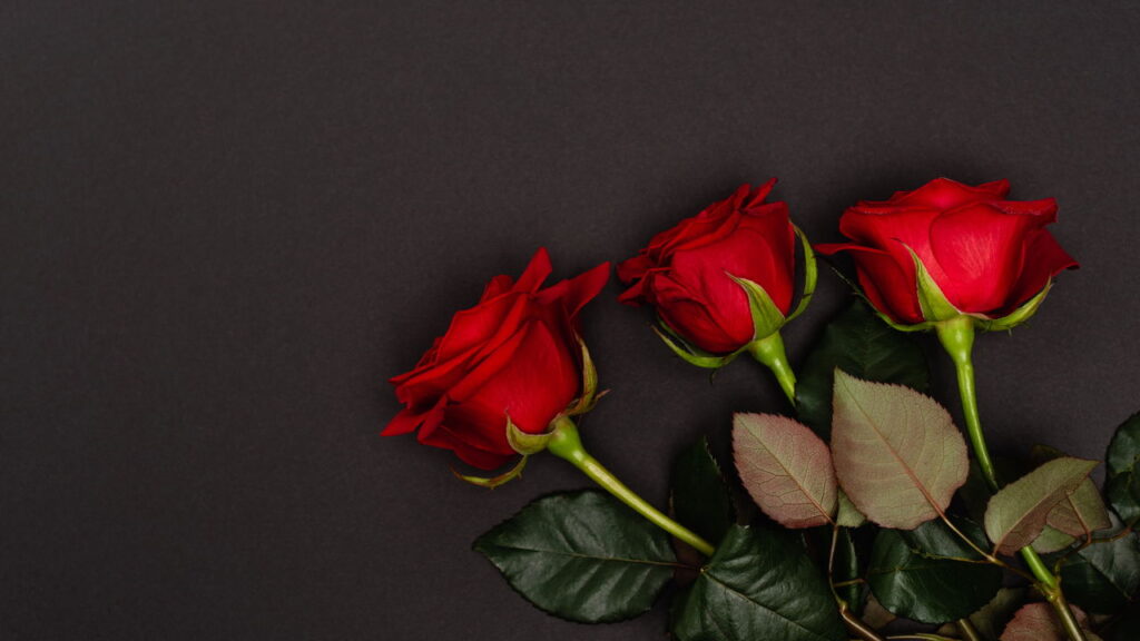 A técnica simples que está ajudando até iniciantes a plantar rosas
