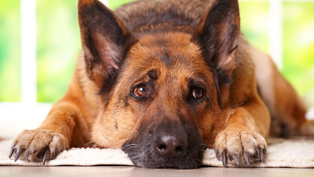 O que seu cachorro nunca deveria comer mas você talvez ofereça
