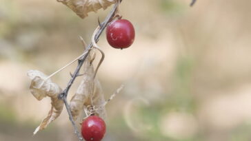 Essa planta natural está ganhando destaque e o motivo surpreende