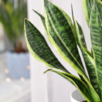 Essa água simples está fazendo esta planta explodir de folhas novas