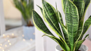 Essa água simples está fazendo esta planta explodir de folhas novas