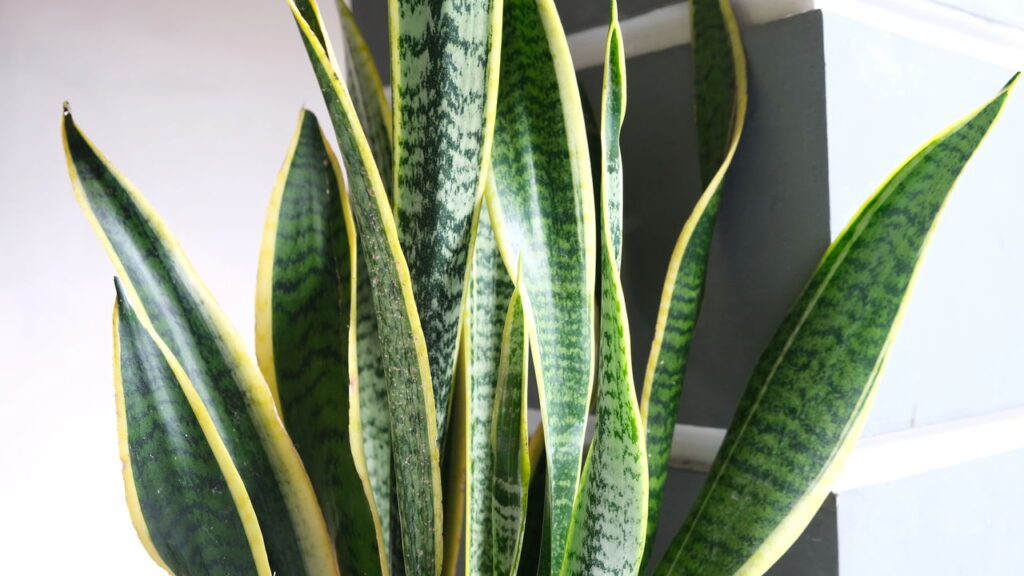 Essa água simples está fazendo esta planta explodir de folhas novas