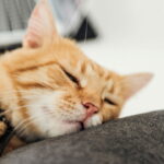 Esse cantinho de crochê vai virar o lugar favorito do seu gatinho