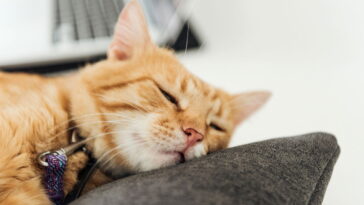 Esse cantinho de crochê vai virar o lugar favorito do seu gatinho