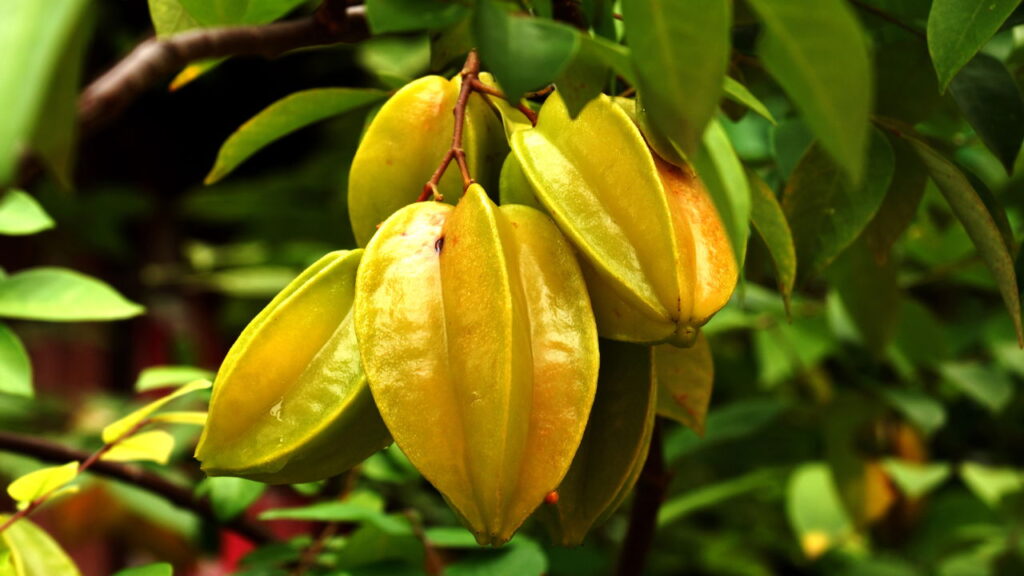 A fruta mais versátil do pomar também exige atenção no consumo, veja como plantá-la