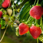 Essa fruta doce pode proteger seu coração e você nem imagina