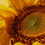 A peça artesanal que virou tendência entre as crocheteiras apaixonadas por flores