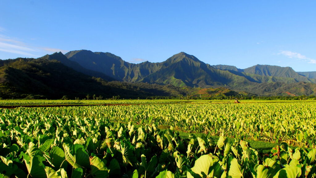 Essa folha verde tem mais ferro que o espinafre e faz bem para todo mundo, veja como cultivá-la