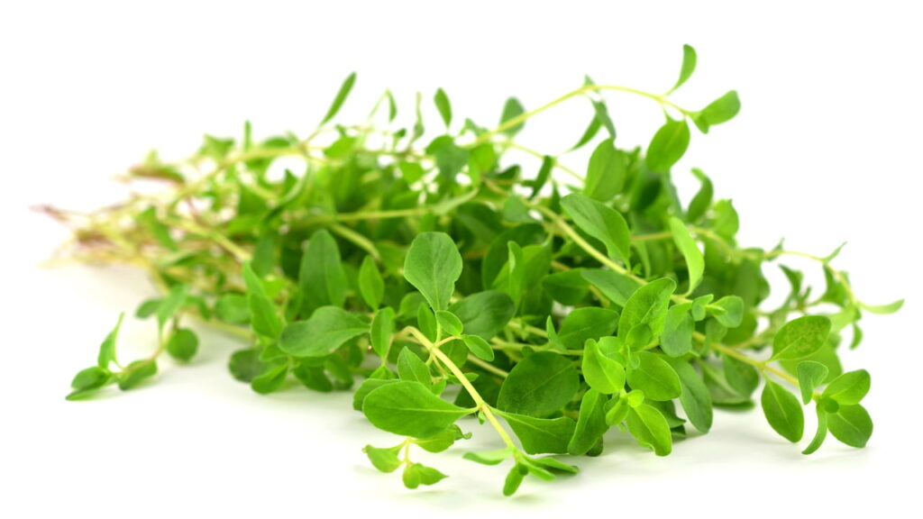 A erva que virou tendência entre quem busca saúde natural e sabor, descubra os poderes do tomilho