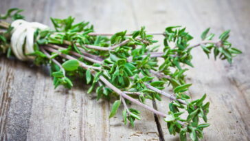 A erva que virou tendência entre quem busca saúde natural e sabor, descubra os poderes do tomilho