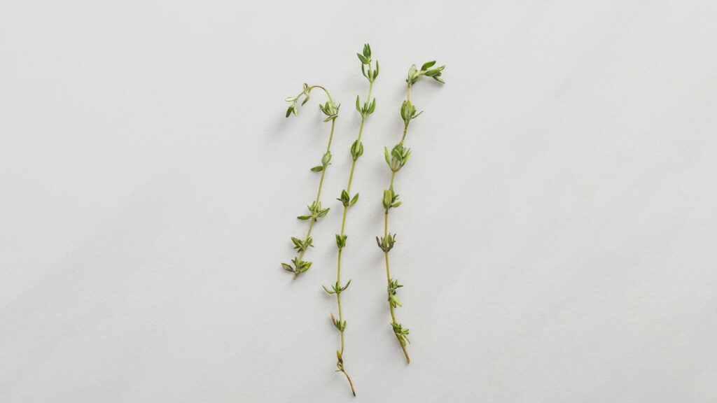 A erva que virou tendência entre quem busca saúde natural e sabor, descubra os poderes do tomilho