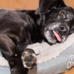 Este simples item esquecido na garagem virou febre entre tutores de pets