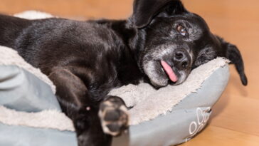 Este simples item esquecido na garagem virou febre entre tutores de pets