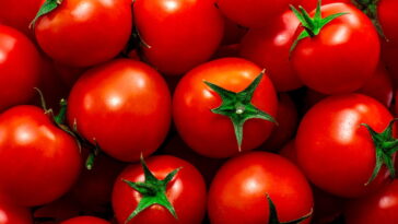 Cultivar tomate em casa nunca foi tão fácil e vantajoso, veja como cultivar corretamente