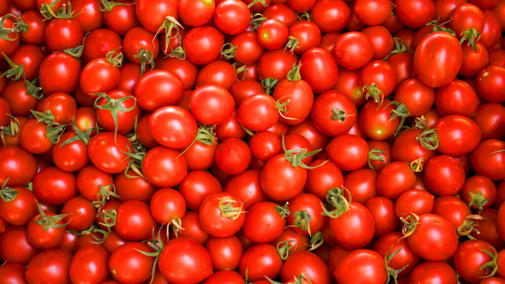 Cultivar tomate em casa nunca foi tão fácil e vantajoso, veja como cultivar corretamente