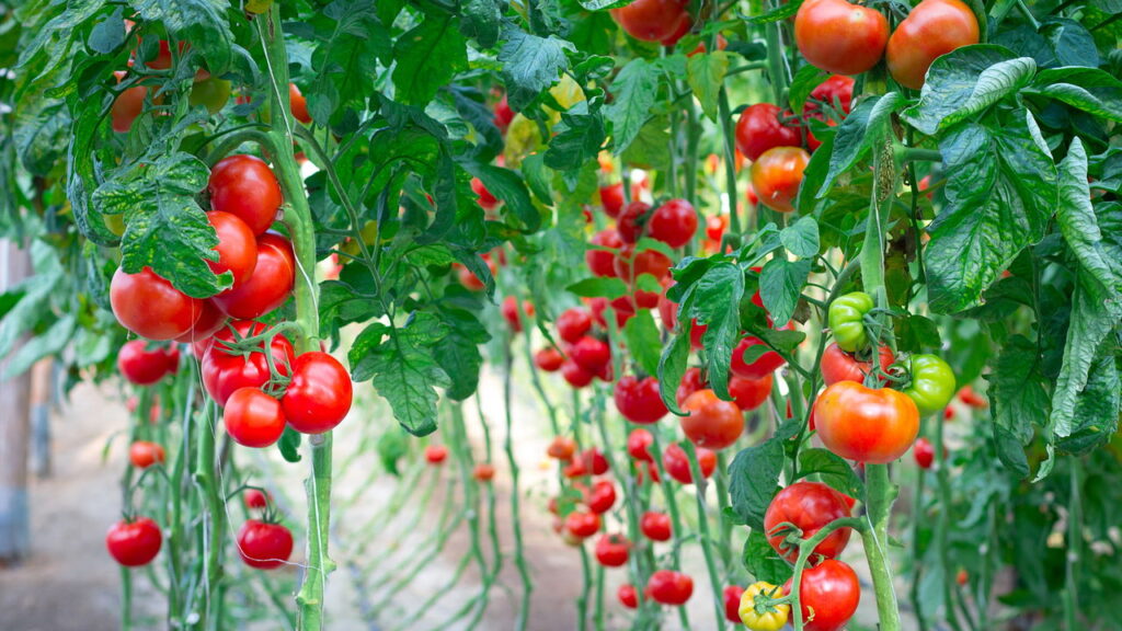 Cultivar tomate em casa nunca foi tão fácil e vantajoso, veja como cultivar corretamente