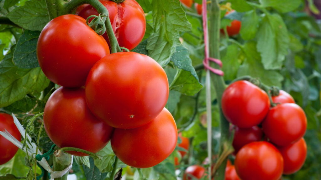 Cultivar tomate em casa nunca foi tão fácil e vantajoso, veja como cultivar corretamente