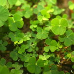 O pequeno detalhe de crochê que virou símbolo de esperança em todo lugar