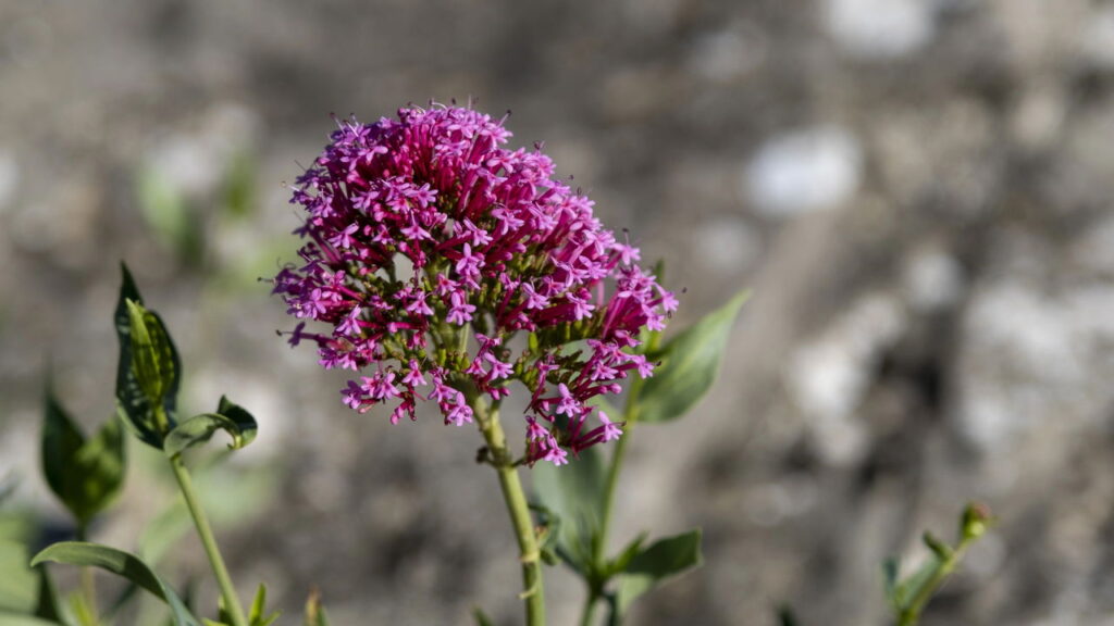 Valeriana, a planta natural mais eficaz contra insônia e estresse