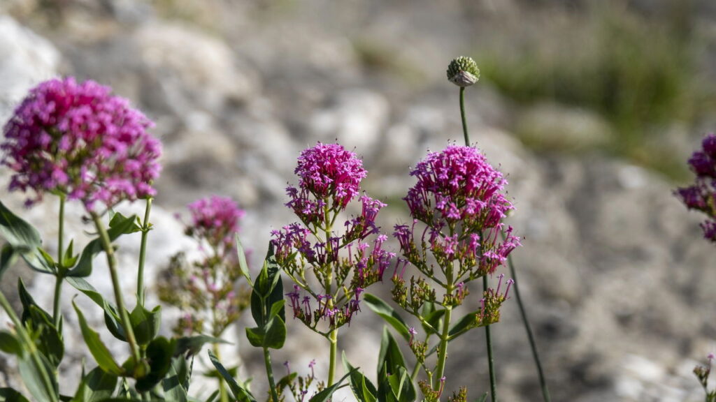 Valeriana, a planta natural mais eficaz contra insônia e estresse