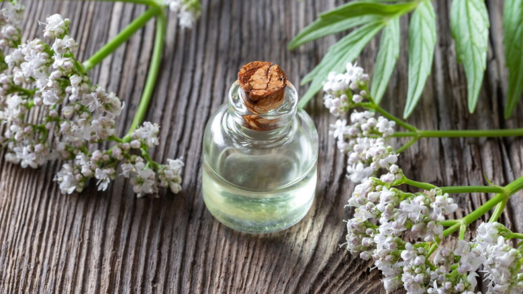 Valeriana, a planta natural mais eficaz contra insônia e estresse