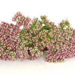 O que acontece quando você cultiva valeriana em casa pode te surpreender