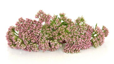 O que acontece quando você cultiva valeriana em casa pode te surpreender