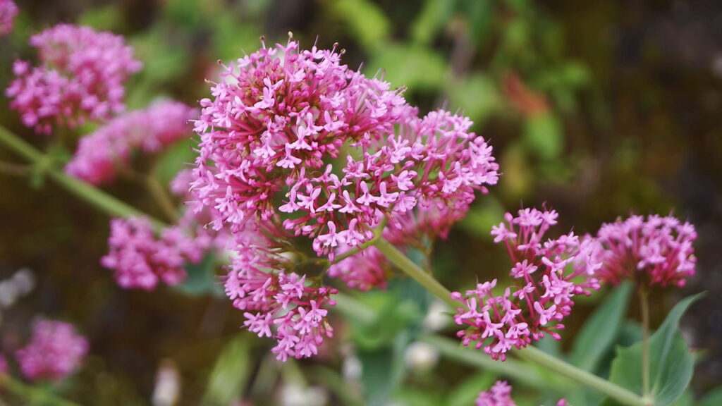 O que acontece quando você cultiva valeriana em casa pode te surpreender