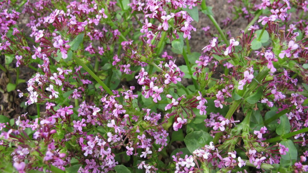O que acontece quando você cultiva valeriana em casa pode te surpreender