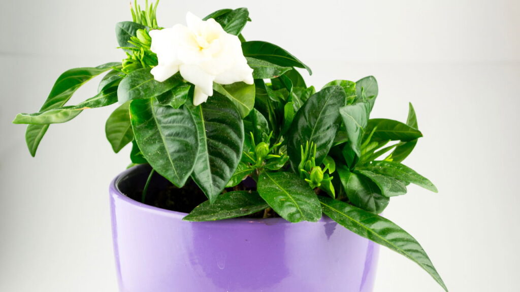 A flor que transforma qualquer ambiente em um espaço mais leve e elegante