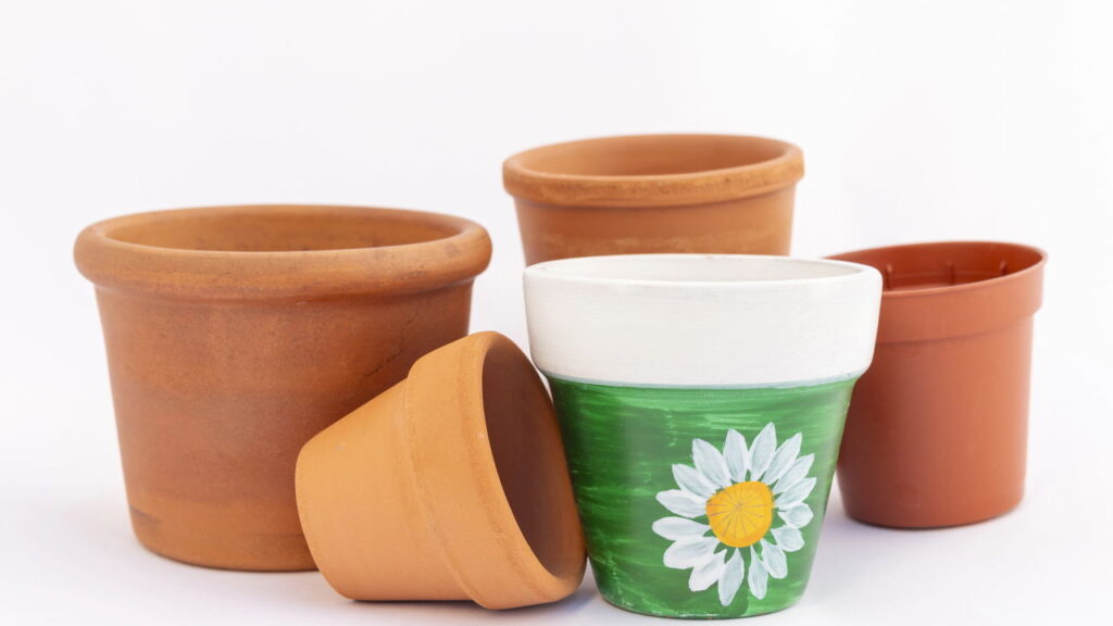 Essa folha poderosa está mudando a alimentação de milhares de brasileiros, veja como cultivá-la
