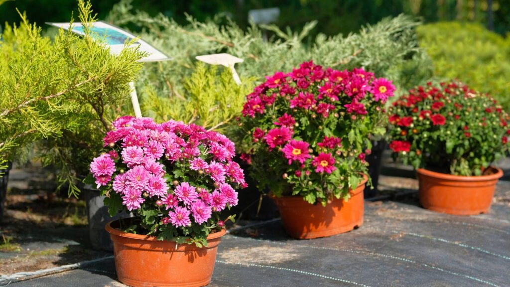 Esta flor encanta jardins ao redor do mundo e tem mais de mil significados, veja como cultivá-la