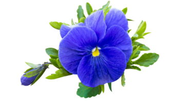 O segredo das vovós sobre as mudinhas que deixam qualquer cantinho mais acolhedor