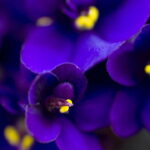 Uma flor simples que está ganhando o coração dos brasileiros