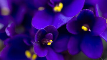Uma flor simples que está ganhando o coração dos brasileiros