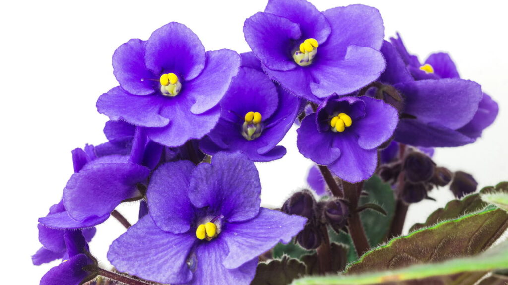 Uma flor simples que está ganhando o coração dos brasileiros
