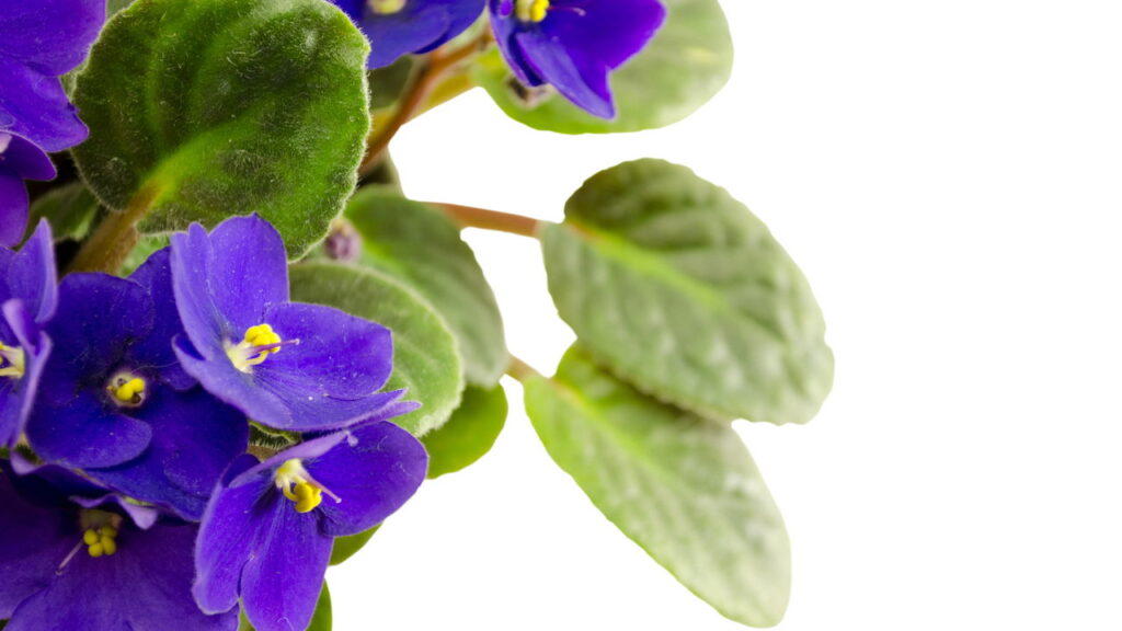 Uma flor simples que está ganhando o coração dos brasileiros