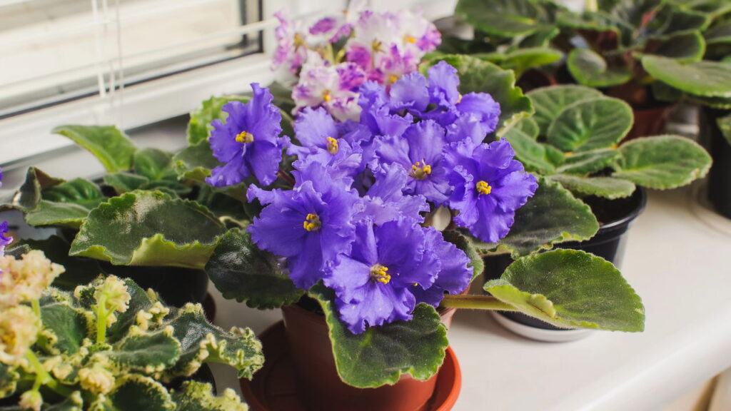 Uma flor simples que está ganhando o coração dos brasileiros