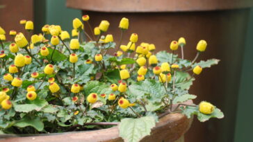 Jambu, o superalimento da amazônia com propriedades nutricionais e medicinais