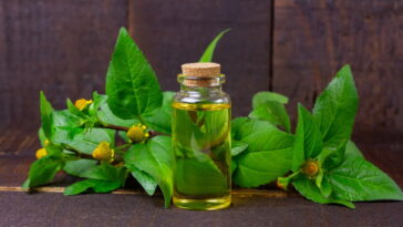 Jambu, o superalimento da amazônia com propriedades nutricionais e medicinais