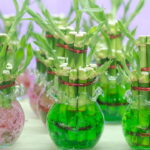 5 plantas usadas para atrair energia positiva e transformar o clima da sua casa