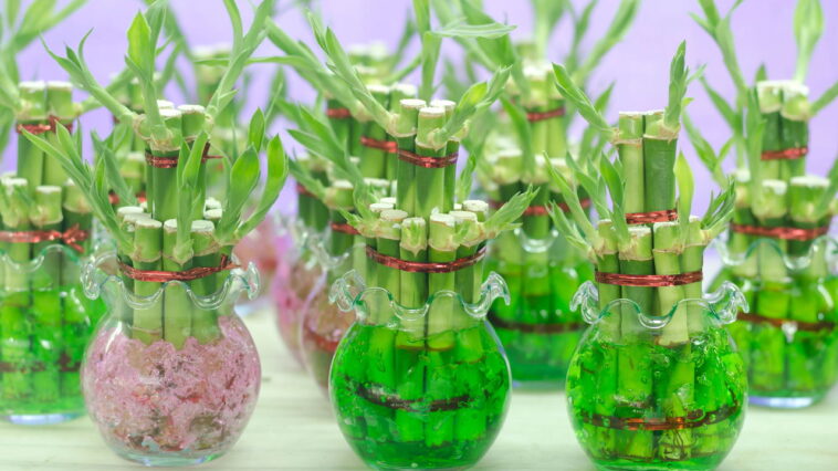 5 plantas usadas para atrair energia positiva e transformar o clima da sua casa