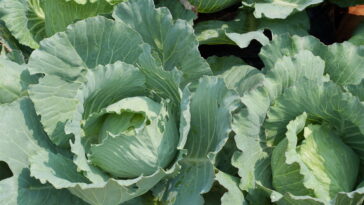 Aprenda a cultivar couve manteiga em vasos ou hortas e tenha folhas frescas o ano todo