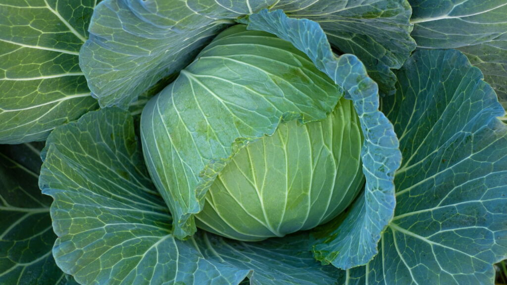Aprenda a cultivar couve manteiga em vasos ou hortas e tenha folhas frescas o ano todo