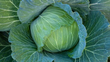 Couve traz benefícios surpreendentes e pode entrar fácil na sua rotina