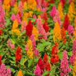 A flor exótica que virou febre entre jardineiros urbanos no Brasil