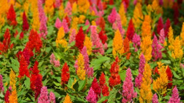 A flor exótica que virou febre entre jardineiros urbanos no Brasil